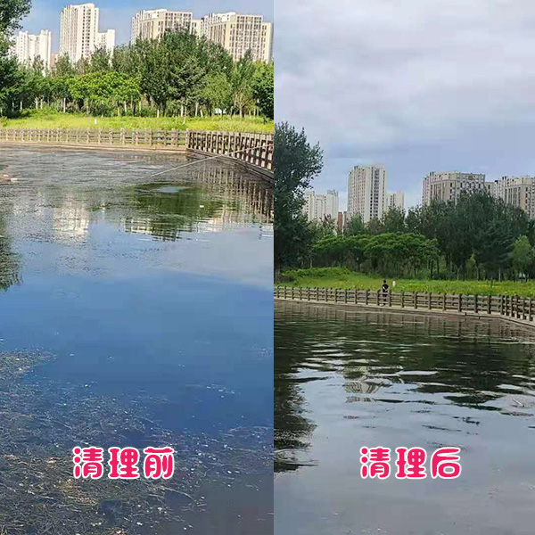 遼陽市客戶太子河水草清理效果展示